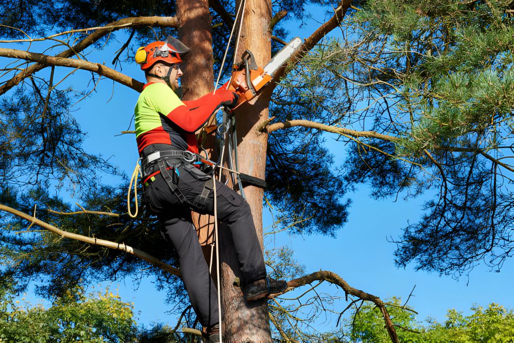 permit procedures for pruning trees